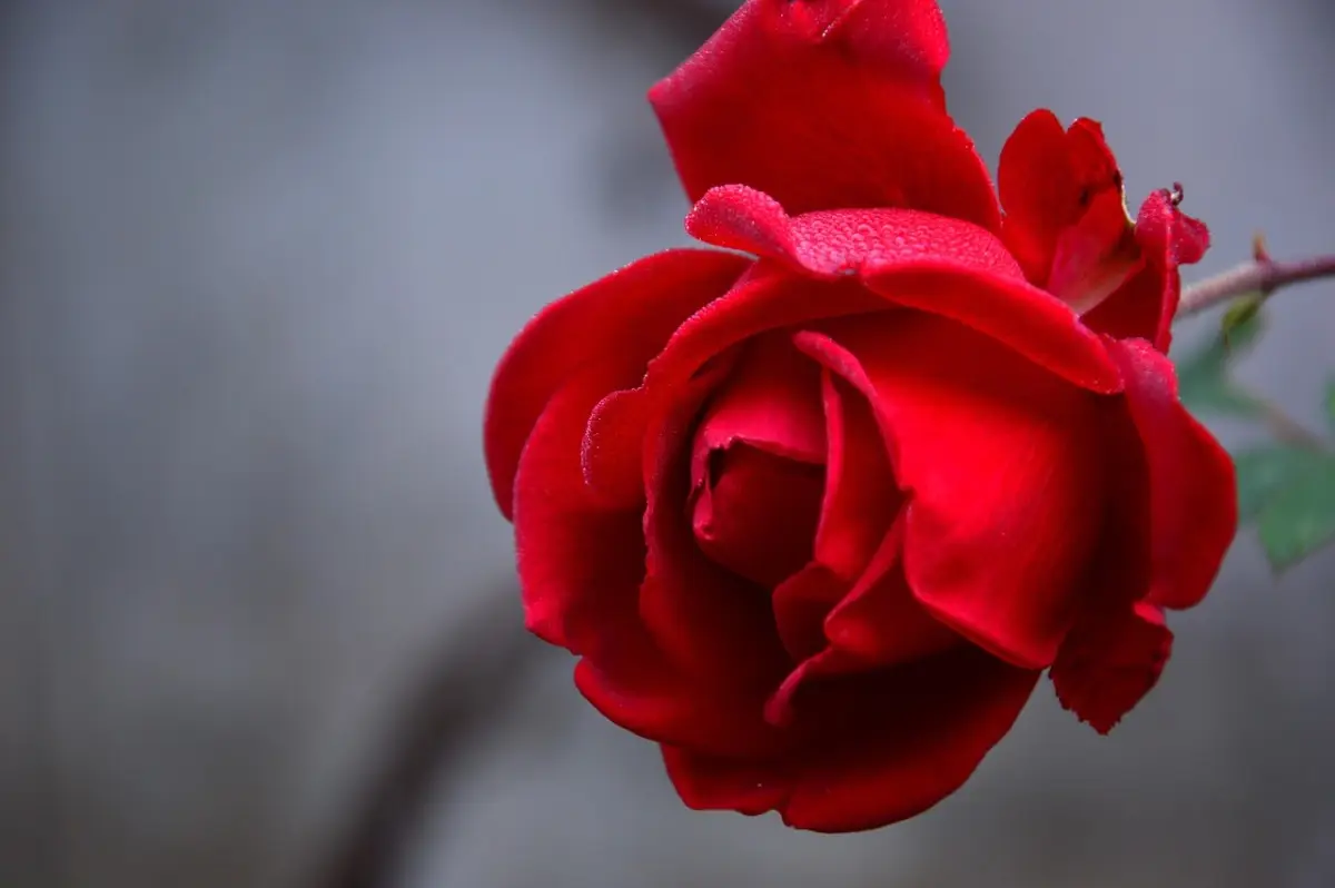 rose, flower, red rose, rose bloom, petals, rose petals, bloom, blossom, flora, nature, flower wallpaper, close up, rose, rose flower, rose, beautiful flowers, rose, flower background, rose, rose